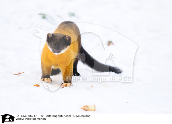 yellow-throated marten / DMS-05217