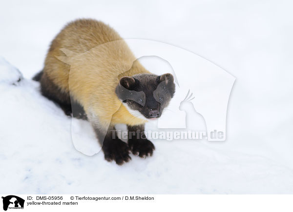 Buntmarder / yellow-throated marten / DMS-05956