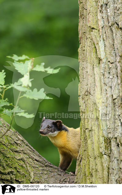 Buntmarder / yellow-throated marten / DMS-06120