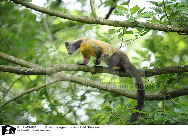 yellow-throated marten / DMS-06135