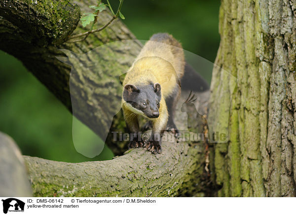 Buntmarder / yellow-throated marten / DMS-06142