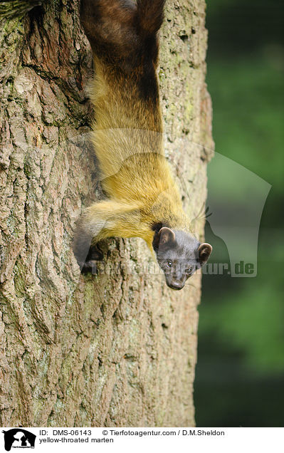 yellow-throated marten / DMS-06143