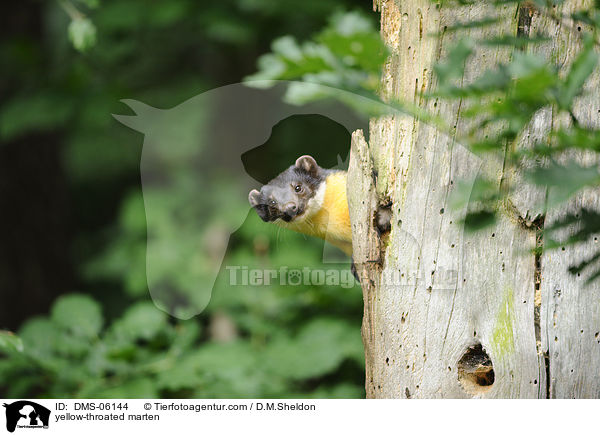 yellow-throated marten / DMS-06144