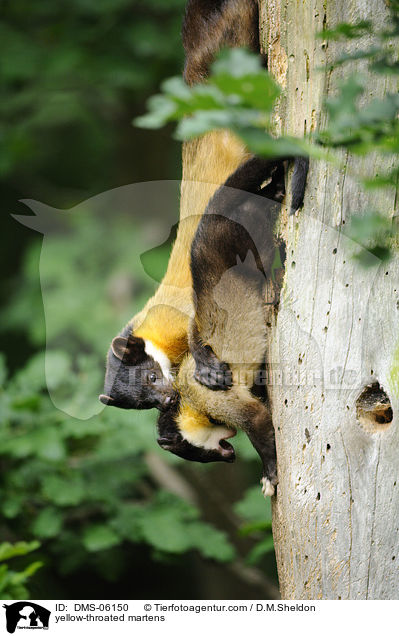 yellow-throated martens / DMS-06150