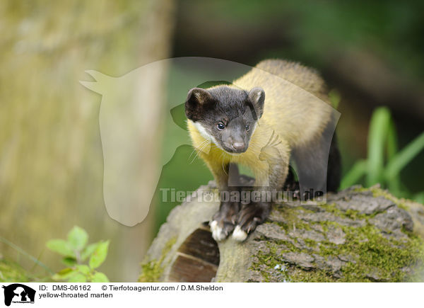 Buntmarder / yellow-throated marten / DMS-06162