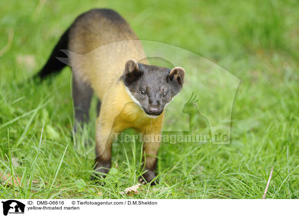 yellow-throated marten / DMS-06616