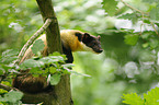 yellow-throated marten