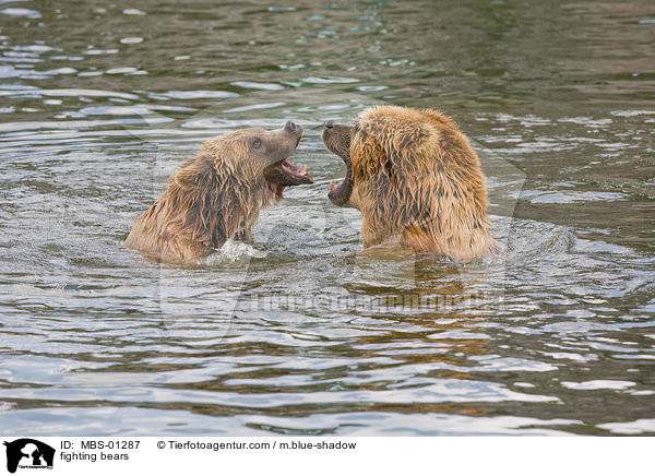 spielerisch kmpfende Bren / fighting bears / MBS-01287