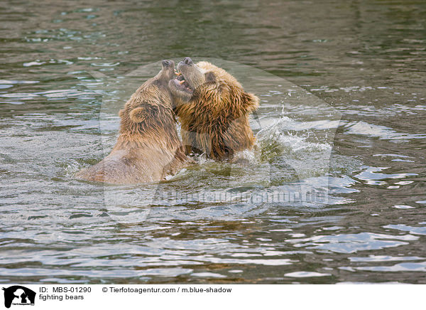 spielerisch kmpfende Bren / fighting bears / MBS-01290