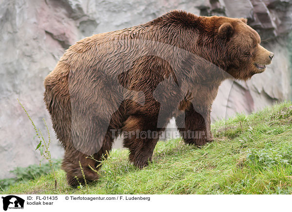 Kodiakbr / kodiak bear / FL-01435