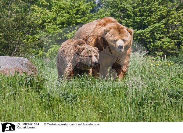 Kodiakbren / Kodiak bears / MBS-01534