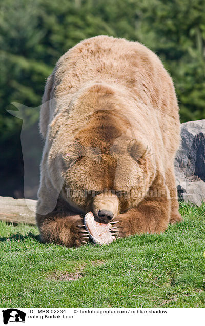 eating Kodiak bear / MBS-02234