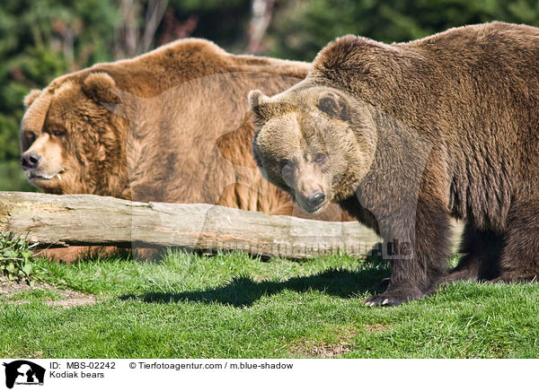 Kodiakbren / Kodiak bears / MBS-02242