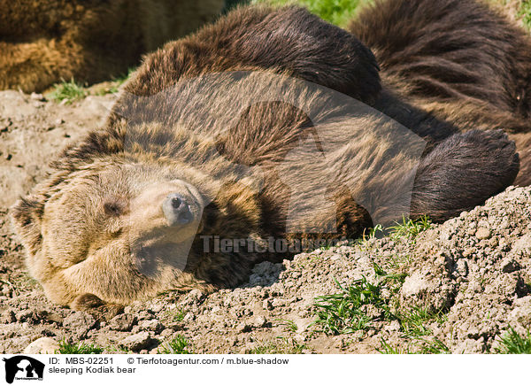 schlafender Kodiakbr / sleeping Kodiak bear / MBS-02251
