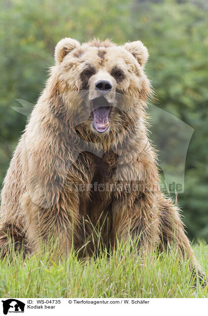 Kodiakbr / Kodiak bear / WS-04735