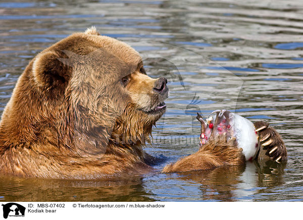 Kodiakbr / Kodiak bear / MBS-07402