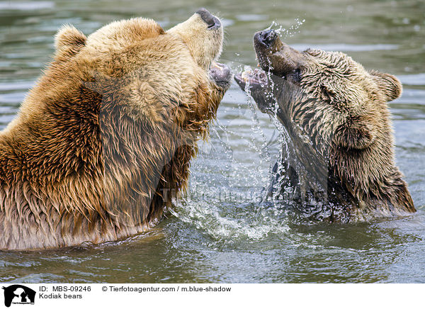 Kodiak bears / MBS-09246