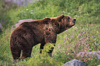 kodiak bear