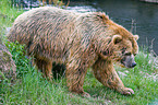 Kodiak bear