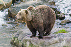 Kodiak bear