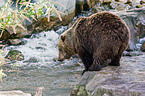 Kodiak bear