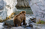 Kodiak bear