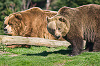 Kodiak bears