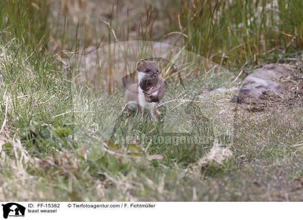 Mauswiesel / least weasel / FF-15382