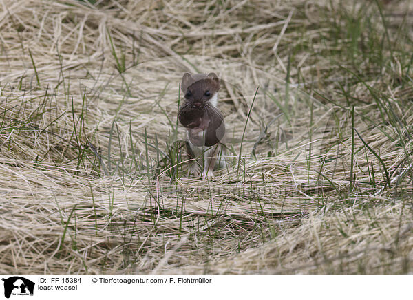 Mauswiesel / least weasel / FF-15384