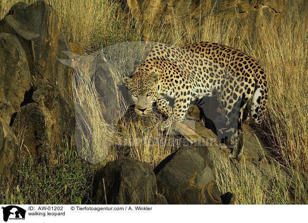 laufender Leopard / walking leopard / AW-01202