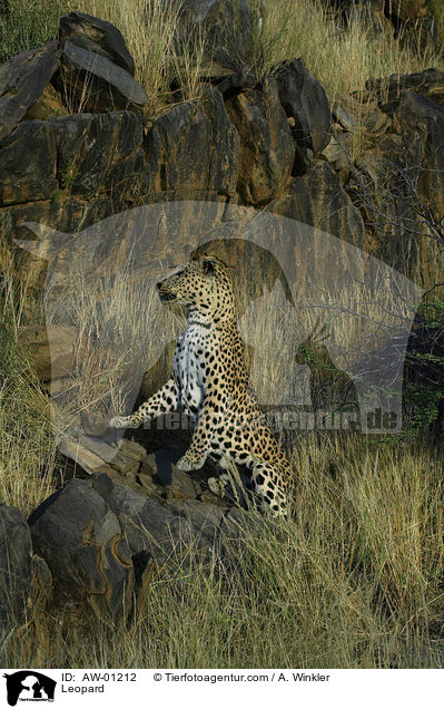 Leopard / Leopard / AW-01212