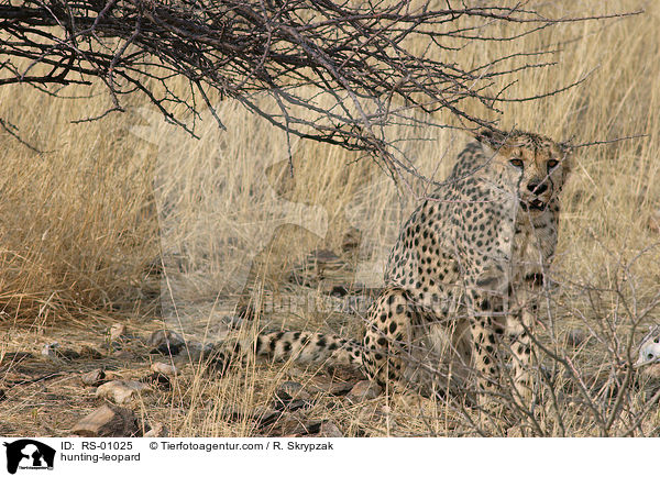 Gepard / hunting-leopard / RS-01025