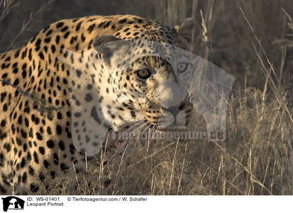 Leopard Portrait / Leopard Portrait / WS-01401
