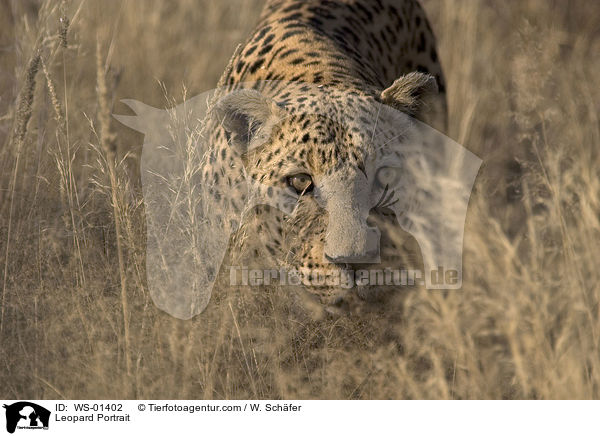 Leopard Portrait / Leopard Portrait / WS-01402