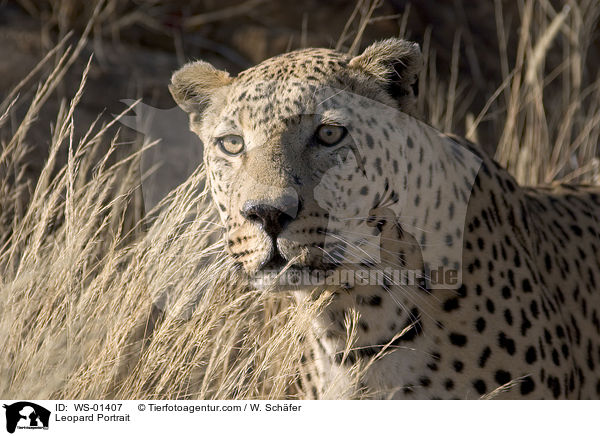 Leopard Portrait / Leopard Portrait / WS-01407