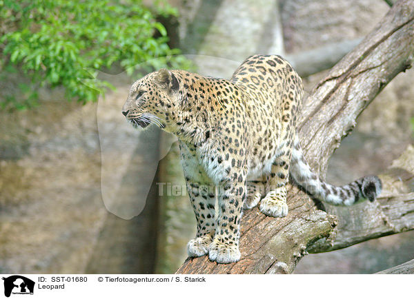 Leopard / Leopard / SST-01680