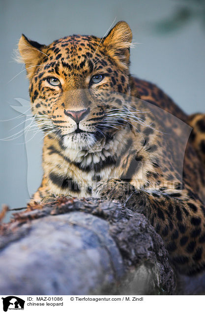 Chinesischer Leopard / chinese leopard / MAZ-01086
