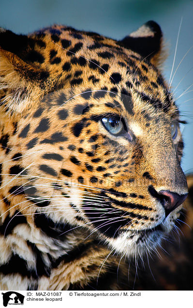 Chinesischer Leopard / chinese leopard / MAZ-01087