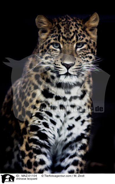 Chinesischer Leopard / chinese leopard / MAZ-01104