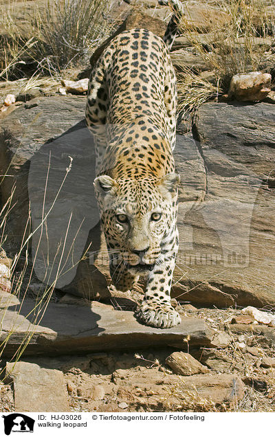 gehender Leopard / walking leopard / HJ-03026