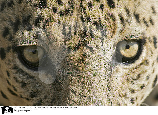 Leopardenaugen / leopard eyes / HJ-03031