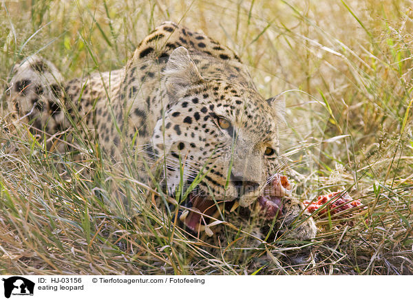 eating leopard / HJ-03156