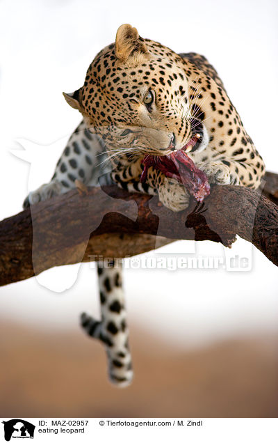 eating leopard / MAZ-02957