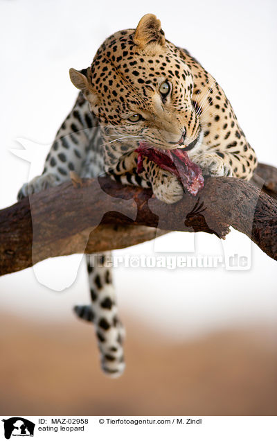 eating leopard / MAZ-02958