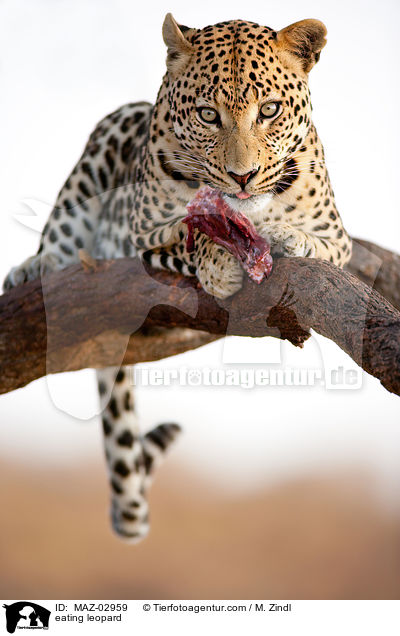 eating leopard / MAZ-02959