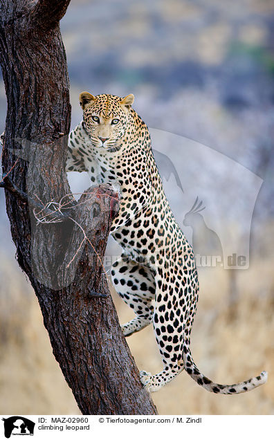 climbing leopard / MAZ-02960