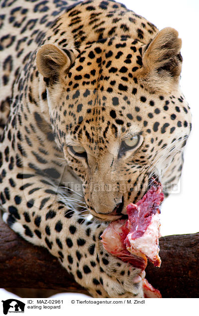 eating leopard / MAZ-02961