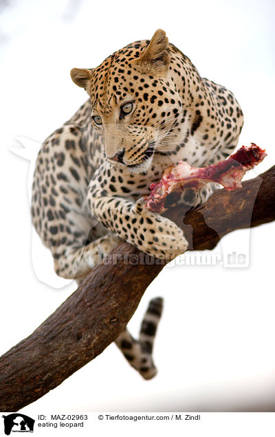 eating leopard / MAZ-02963