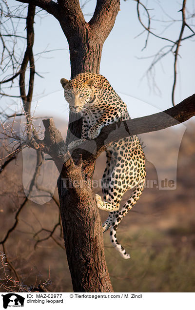 climbing leopard / MAZ-02977