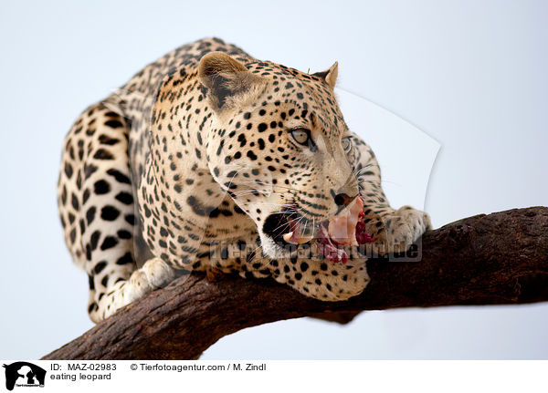 eating leopard / MAZ-02983